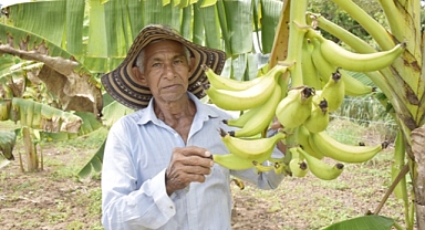 ADR fortalece la seguridad alimentaria en Magangué con el cultivo de plátanos