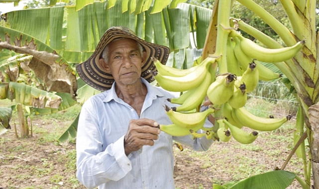 ADR fortalece la seguridad alimentaria en Magangué con el cultivo de plátanos