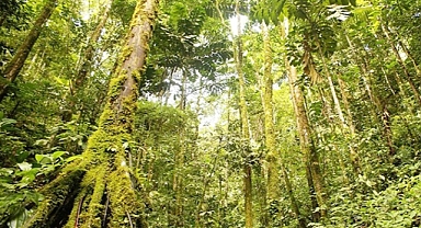 Gobierno admite zonas campesinas en reservas forestales