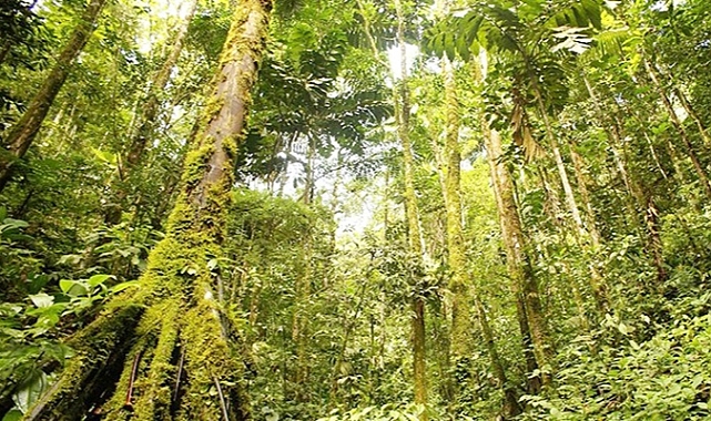 Gobierno admite zonas campesinas en reservas forestales