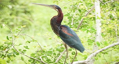 Registran en Caldas una de las garzas más bellas del mundo: Agamia agami